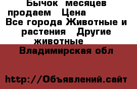 Бычок 6месяцев продаем › Цена ­ 20 000 - Все города Животные и растения » Другие животные   . Владимирская обл.
